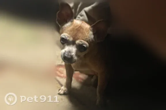 Found dog Omaha, photo: Found dog, J Street, 2116, Omaha — tan and wandering
