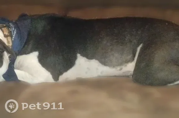 Lost female dog, Grandview Road, 9507, Kansas City, Lenexa — black and white with two collars - photo