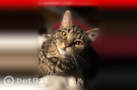 Missing cat Wauwatosa, photo: Lost female cat, Elm Grove, Wisconsin, Wauwatosa — tabby-Bengal mix with a black M marking