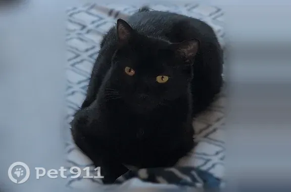 Missing cat Beaverton, photo: Lost Cat, Southwest 182nd Avenue, 1240, Beaverton — all-black shorthair with a white fleck
