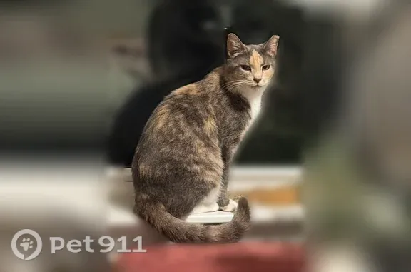 Lost cat, North Massachusetts Avenue, 3018, Tampa — clipped ear and white chest - photo