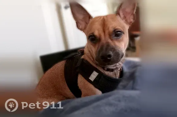 Lost dog, East Pinchot Avenue, 3240, Phoenix — male - photo