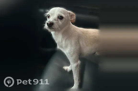 Lost dog, Harrison Street, 68990, Thermal — male Chihuahua with a white coat and brown back and ears - photo