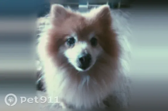 Lost dog, Byck Avenue, 104, Savannah — cream-colored and hard of hearing - photo