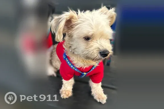 Lost dog, Armett Street, 10, Port Chester, Queens — white and black coat - photo