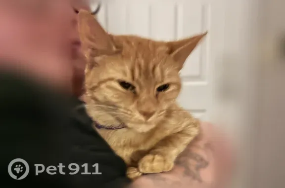 Lost cat, Cook Place Drive, 3327, Clemmons — female, petite, orange and white - photo