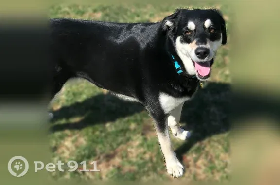 Lost dog, Abets Creek Path, 3, East Patchogue — female, black and tan - photo
