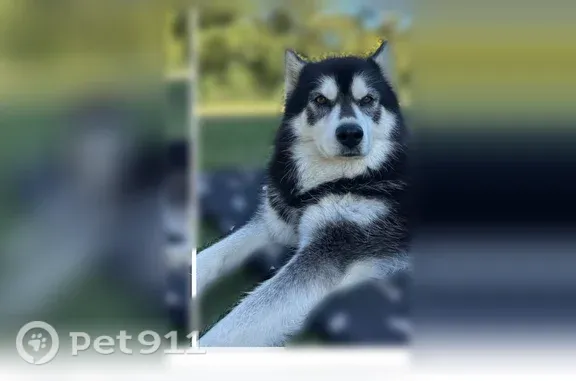 Lost female dog, Clinton, North Carolina, Arlington — 9 years old, medical needs - photo