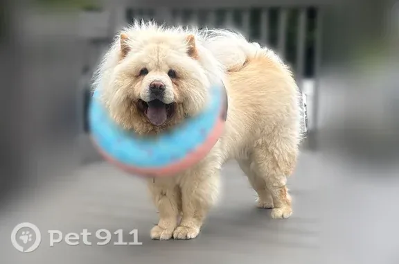 Lost male dog, Valley Crest Road, 23, Windsor — white Chow Chow - photo