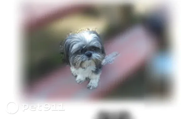 Lost dog, 1st Avenue South, 619, Kent — shy male Shih Tzu - photo