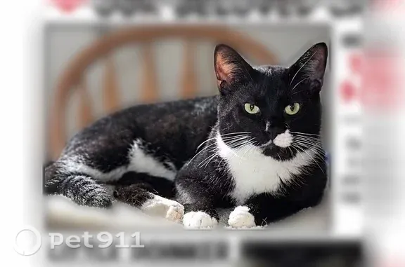 Lost male cat, Central Avenue, 42, Buckeye Lake — black-and-white coat - photo