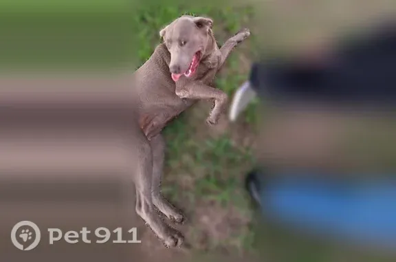 Lost female dog, Prospector Trail, 515, Harker Heights — friendly silver-grey Labrador - photo