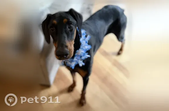 Lost female dog, Mount Rose Highway, Nevada, Janesville — black and brown Doberman - photo