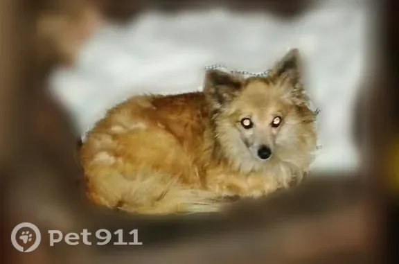 Lost dog, Grooms Road, 650, Bruceton — female - photo