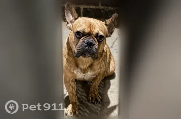 Found dog Brooklyn, photo: Found dog, female, Avenue H, 3524, Brooklyn — cream-colored chest