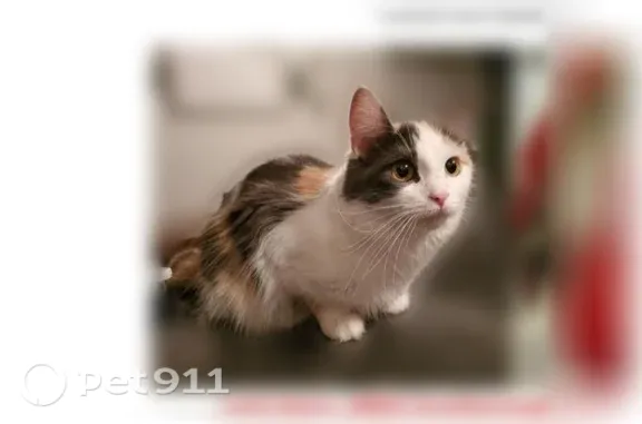 Lost cat, female, Scarsborough Lane, 4042, West Jordan, Salt Lake City — friendly and timid - photo