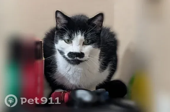 Lost cat, North Ellis Street, 3223, Chandler — small female with white feet - photo