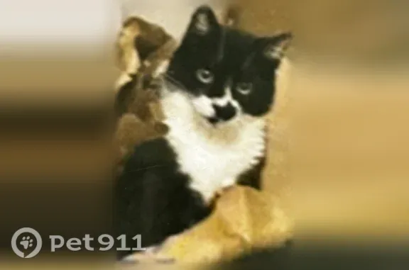 Lost cat, male, Logee Street, 397, Woonsocket — friendly but skittish, with a black paw-like marking on his white muzzle - photo