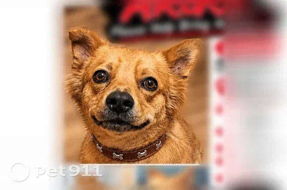 Lost dog, male, Woodlawn, Maryland, Woodlawn — golden-reddish tan fur - photo