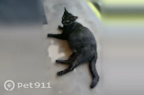 Lost cat, Arkansas 247, 697, Russellville, Russellville — feral female with gold-green eyes - photo