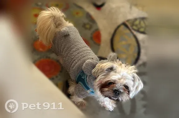 Lost dog, 13th Street, 4125, Ecorse, Arlington — male with bald spots - photo