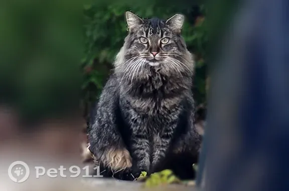 Found cat Lansdale, photo: Found cat, Lansdale Avenue, Lansdale — long-haired, mostly black with a little gray