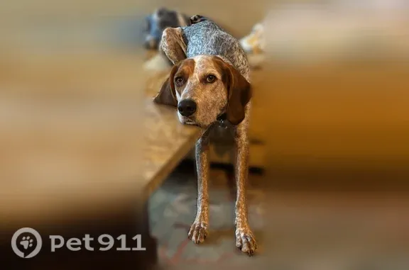 Lost dog, Fisherman's Trail, Columbia — very large and skinny male - photo