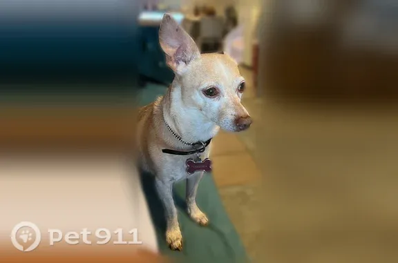 Lost dog, female, North Central Avenue, 1001, Phoenix — small dog with a red collar - photo