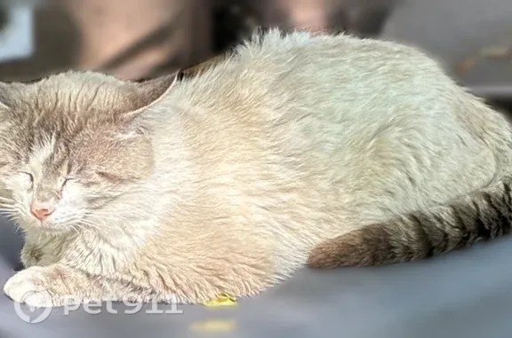 Missing cat Godfrey, photo: Lost male cat, North Street, Godfrey — blue eyes and raccoon-type tail