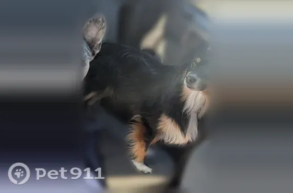 Lost female dog, American Boulevard, 639, Warner Robins — black, brown and white trim - photo