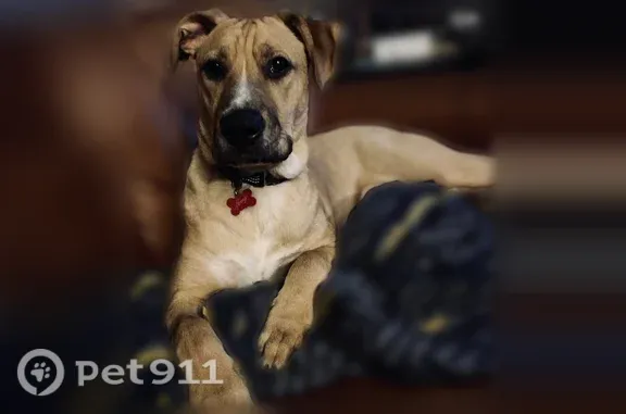 Lost dog, 81st Street, 2768, Highland — male with a white stripe down his nose - photo