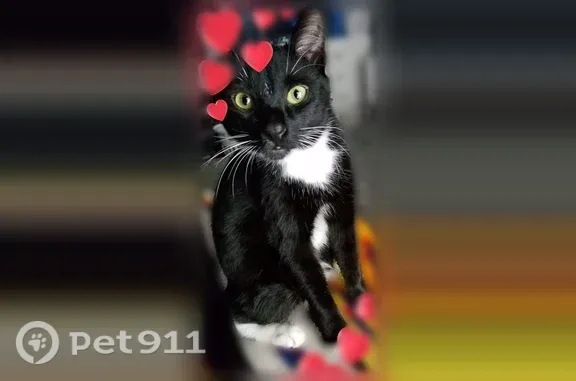 Lost cat, Illahee Road Northeast, 6845, Bremerton — male tuxedo cat, 7 years old - photo