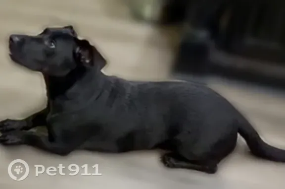 Lost dog, Woodcrest Lane, 5650, Owensboro — friendly male with short legs - photo