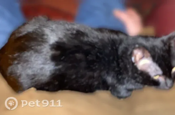 Lost cat, Coneflower Lane, 18332, Eden Prairie — male with a notched right ear - photo