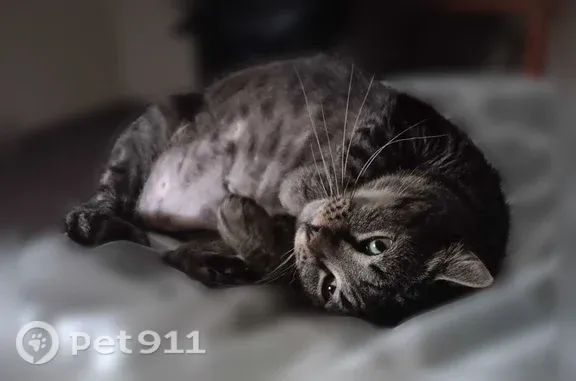 Lost male cat, Athens, West Virginia, Pineville — named Tiny, neutered - photo