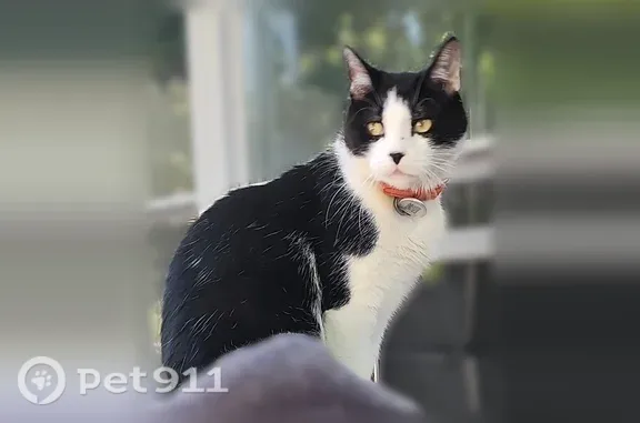 Missing cat West Orange, photo: Lost cat, male, Hazel Avenue, 45, West Orange, West Orange — ran away scared by a barking dog