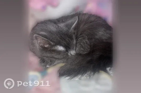 Lost cat, female, Knights Ridge Lane, 9161, Mason — fuzzy tail - photo