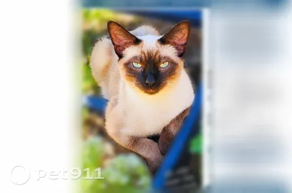 Missing cat Baywood Park, photo: Lost male cat, 15th Street, 1145, Baywood-Los Osos, Los Angeles — blue eyes and dark markings