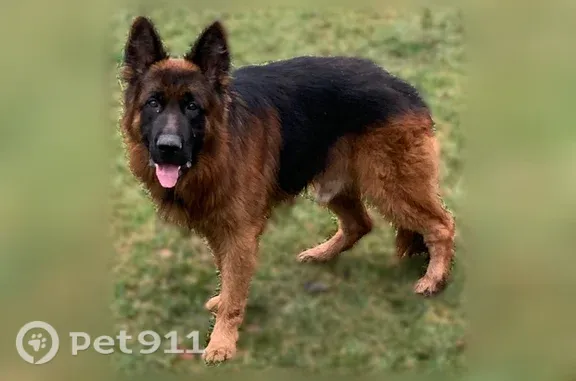 Missing dog Male, Groveport (usl549825) - photo