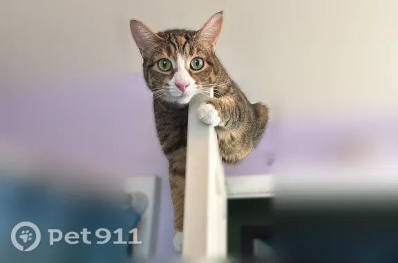 Lost cat — female calico with white feet, Forest Drive, 2140, Coopersburg, Philadelphia - photo