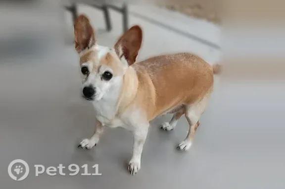 Missing dog Female, Buckeye (usl549830) - photo