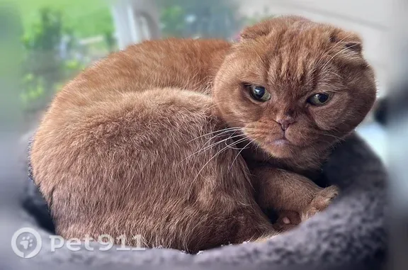 Lost cat, Godman Avenue, 2970, Chico — older orange Scottish Fold, male - photo