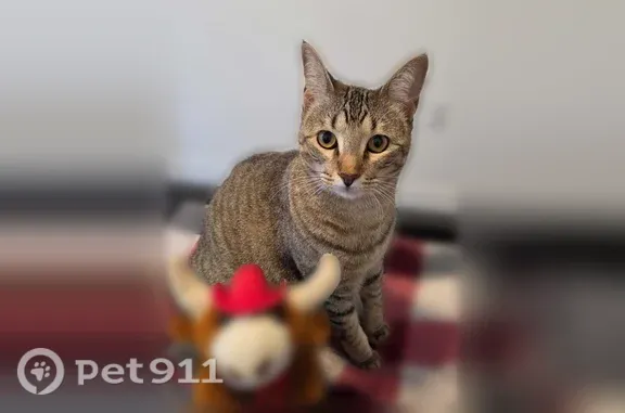 Missing cat Dallas, photo: Lost female cat, Lockheed Avenue, 8928, Dallas — black spot on spine