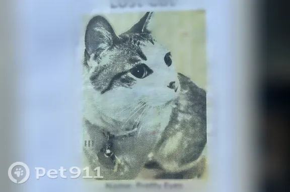 Missing cat Beltsville, photo: Lost cat, Village Commons Lane, 463, Apex, Beltsville — female with gray-brown markings