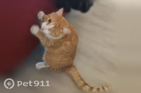 Lost cat, Southwest Pearl Drive, 603, Bentonville — male cat who always comes when called - photo