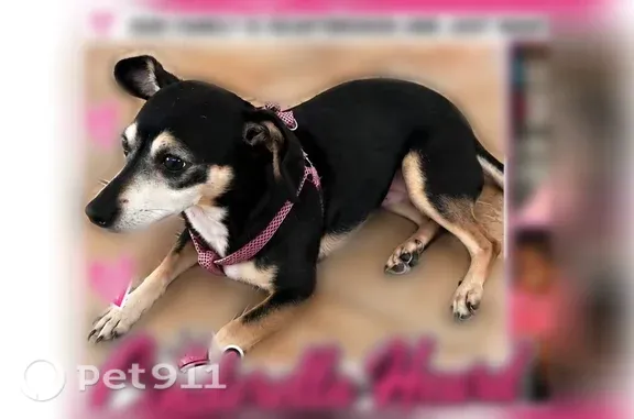 Missing dog Female, Lithonia (usl549844) - photo