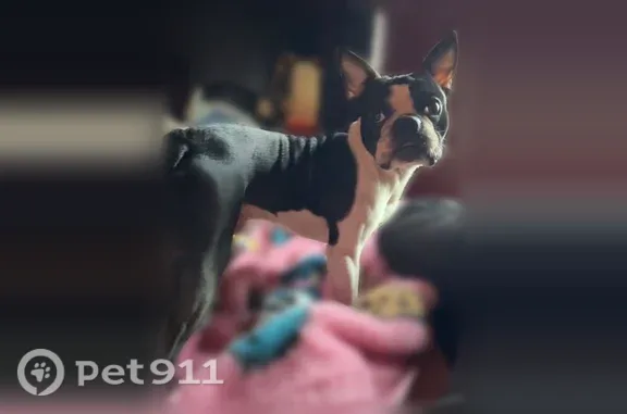 Missing dog Male, Powell (usl549845) - photo