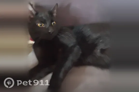 Lost cat, West Altos Drive, 8293, Arizona City — female with yellow eyes - photo