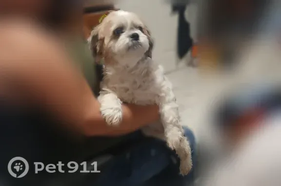 Found dog Arlington, photo: Found dog Female, Arlington (usf549850)