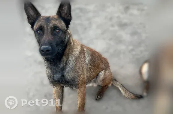 Missing dog Male, Fresno (usl549852) - photo